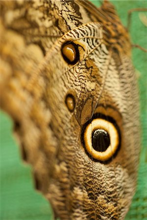 simsearch:632-05760615,k - Close-up of owl butterfly wing Stock Photo - Premium Royalty-Free, Code: 632-07161391