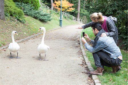 simsearch:632-07674444,k - Couple in park photographing pair of mute swans walking along path Stock Photo - Premium Royalty-Free, Code: 632-07674641