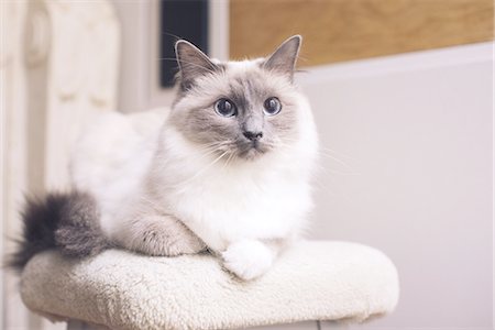 domestic cat - Ragdoll cat lying down, portrait Stock Photo - Premium Royalty-Free, Code: 632-08130224