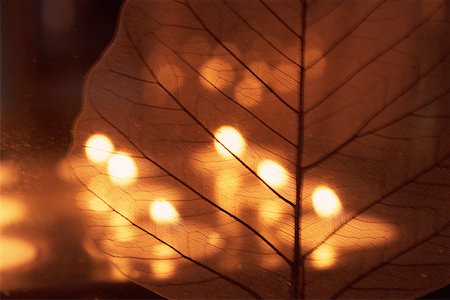 Dried leaf in front of candles Stock Photo - Premium Royalty-Free, Code: 632-01157917