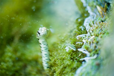 snake not people - Northern water snake floating, tip of nose above water Stock Photo - Premium Royalty-Free, Code: 632-02690267