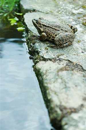 Natterjack toad sitting next to water Stock Photo - Premium Royalty-Free, Code: 632-02690263