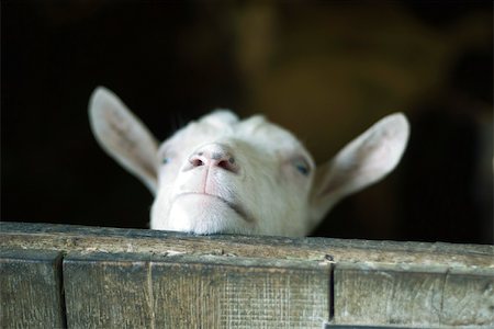 Goat looking over barn door Stock Photo - Premium Royalty-Free, Code: 632-02690272