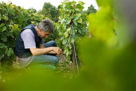 France, Champagne-Ardenne, Aube, worker picking grapes in vineyard Stock Photo - Premium Royalty-Free, Code: 632-02690331