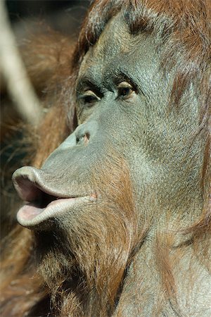 Orangutan (Pongo pygmaeus), pursing lips Stock Photo - Premium Royalty-Free, Code: 632-02744958