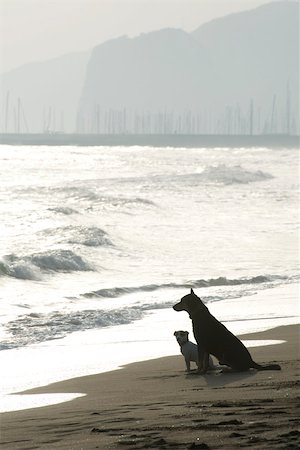 Two dogs sitting on beach Stock Photo - Premium Royalty-Free, Code: 632-02745250