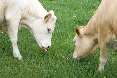 Cows grazing, close-up Stock Photo - Premium Royalty-Free, Code: 632-02885042