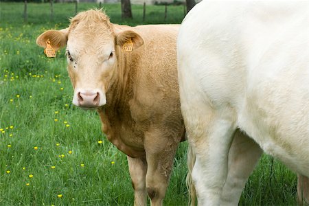 Brown cow in pasture with white cow, looking at camera Stock Photo - Premium Royalty-Free, Code: 632-02885079