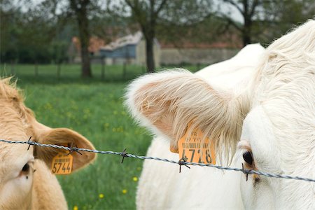 Cattle with ear tags behind barbed wire, close-up Stock Photo - Premium Royalty-Free, Code: 632-02885117