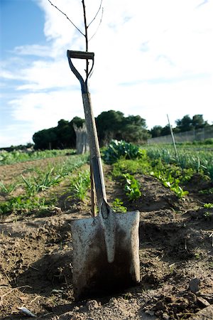 shovel (hand tool for digging) - Shovel leaning against tree seedling in vegetable field Stock Photo - Premium Royalty-Free, Code: 632-02885501