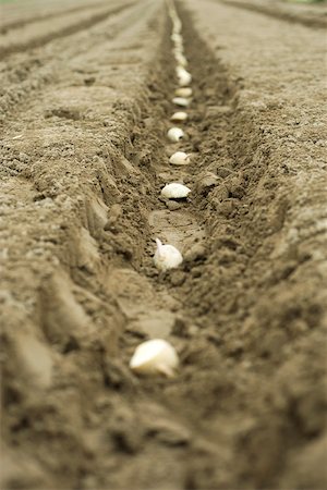 potato farm - Potato sections planted in evenly plowed furrow Stock Photo - Premium Royalty-Free, Code: 632-02885516