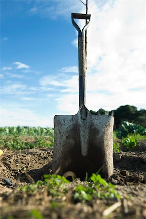 shovel (hand tool for digging) - Shovel leaning against sapling in field Stock Photo - Premium Royalty-Free, Code: 632-02885513