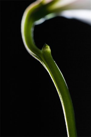flower on black background - Flower stem, extreme close-up Stock Photo - Premium Royalty-Free, Code: 632-03027680