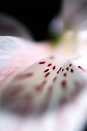 spotted (pattern) - Lily Alstroemeria, gros plan extrême Photographie de stock - Premium Libres de Droits, Code: 632-03027704