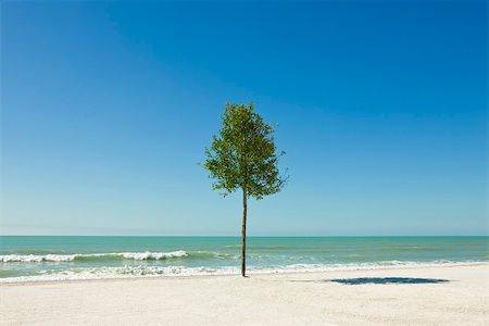 simsearch:632-03500607,k - Lone tree growing on beach Stock Photo - Premium Royalty-Free, Code: 632-03500725