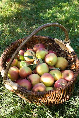 Basket of fresh picked apples Stock Photo - Premium Royalty-Free, Code: 632-03754184
