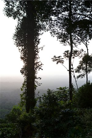 South America, Amazon Rainforest scene Stock Photo - Premium Royalty-Free, Code: 632-03779430