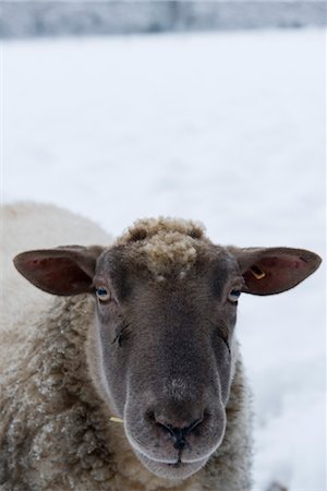 domestic sheep - Sheep looking at camera, close-up Stock Photo - Premium Royalty-Free, Code: 632-03897828