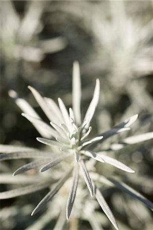 Rosemary, sepia toned Stock Photo - Premium Royalty-Free, Code: 632-03897872