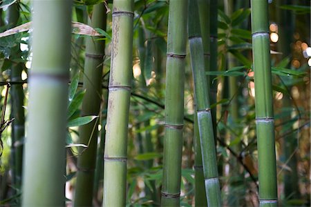 Bamboo stalks, close-up Foto de stock - Sin royalties Premium, Código: 632-03897943