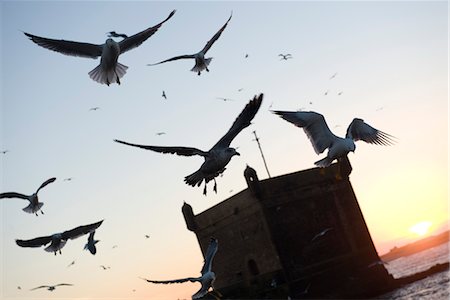 parapet - Gulls flying over sea Stock Photo - Premium Royalty-Free, Code: 632-03898047