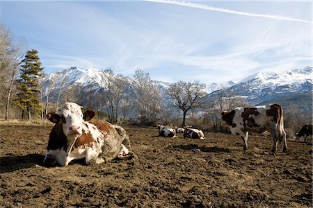 Cattle in field Stock Photo - Premium Royalty-Free, Code: 632-03898080