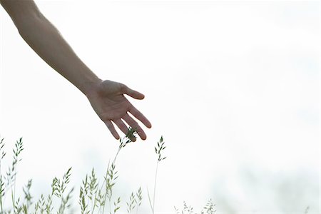 sensation - Young woman's hand touching tall grass Stock Photo - Premium Royalty-Free, Code: 633-05401557