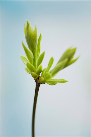 sapling - Budding lilac leaves Stock Photo - Premium Royalty-Free, Code: 633-06322230