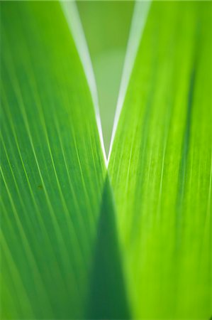 Iris leaves, close-up Stock Photo - Premium Royalty-Free, Code: 633-06322337