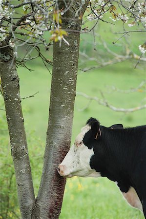 side view cows - Cow beside tree in pasture Stock Photo - Premium Royalty-Free, Code: 633-06322359