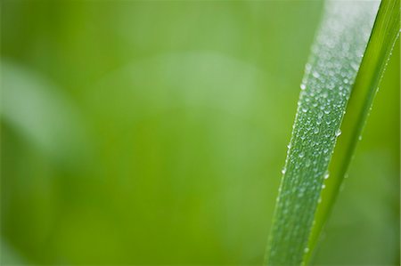 Dew droplets on blade of grass Foto de stock - Sin royalties Premium, Código: 633-06322418