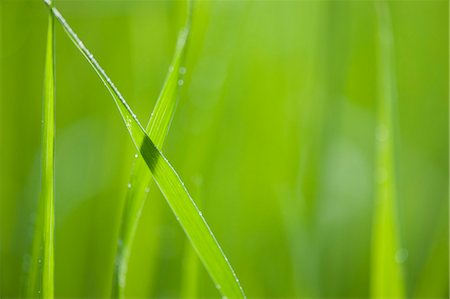 Blades of grass, close-up Foto de stock - Sin royalties Premium, Código: 633-06322461