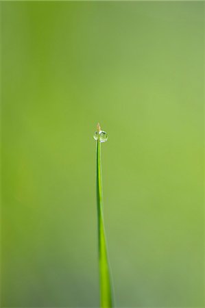 Dew drops on blade of grass Stock Photo - Premium Royalty-Free, Code: 633-06322484