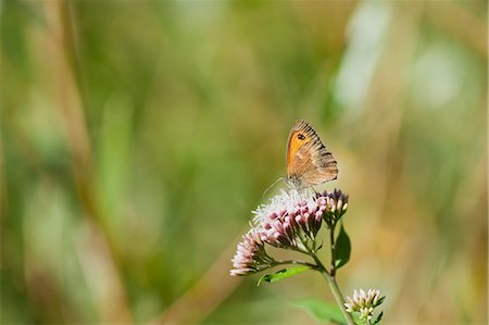 simsearch:632-05760615,k - Meadow brown butterfly gathering pollen on flowers Stock Photo - Premium Royalty-Free, Code: 633-06322557