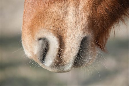 Close-up of donkey's muzzle Stock Photo - Premium Royalty-Free, Code: 633-06322626