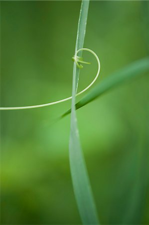 Tendril curling around blade of grass Stock Photo - Premium Royalty-Free, Code: 633-06322632