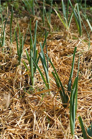 Leeks growing Stock Photo - Premium Royalty-Free, Code: 633-06354698