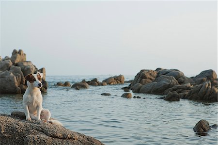 Jack Russell terrier sitting on rock by sea Stock Photo - Premium Royalty-Free, Code: 633-06354826