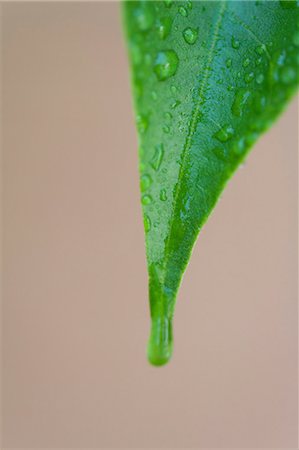 simsearch:632-05816631,k - Leaf covered in water droplets Stock Photo - Premium Royalty-Free, Code: 633-06355017