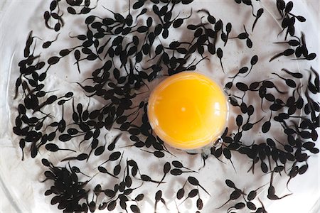 Tadpoles feeding off egg yolk, directly above Stock Photo - Premium Royalty-Free, Code: 633-06406364