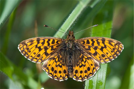 simsearch:632-05760615,k - Butterfly flying among leaves Stock Photo - Premium Royalty-Free, Code: 633-06406491