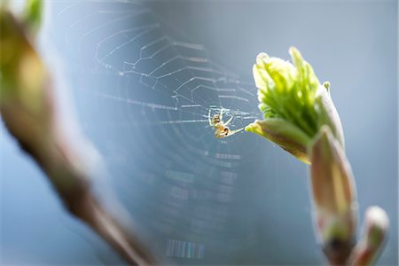 spider - Spider on spiderweb Stock Photo - Premium Royalty-Free, Code: 633-06406778