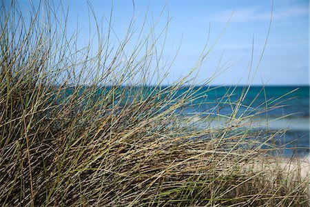 Dune grass, close-up Foto de stock - Royalty Free Premium, Número: 633-06406788