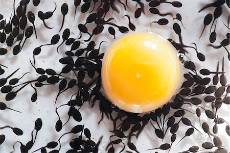 Tadpoles feeding off egg yolk, directly above Stock Photo - Premium Royalty-Free, Code: 633-06406807