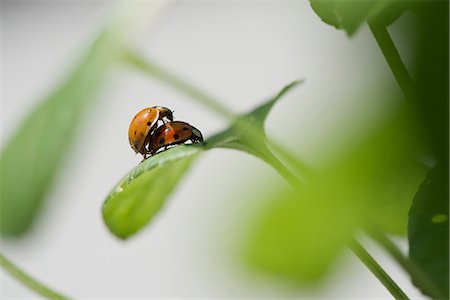 simsearch:632-05760615,k - Ladybugs mating Stock Photo - Premium Royalty-Free, Code: 633-08150718