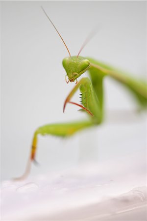 simsearch:632-05760615,k - Praying mantis, close-up Stock Photo - Premium Royalty-Free, Code: 633-08150749