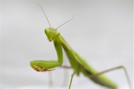 simsearch:632-05760615,k - Praying mantis, close-up Stock Photo - Premium Royalty-Free, Code: 633-08150750