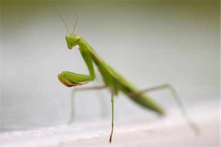 simsearch:632-05760615,k - Praying mantis, close-up Stock Photo - Premium Royalty-Free, Code: 633-08150751