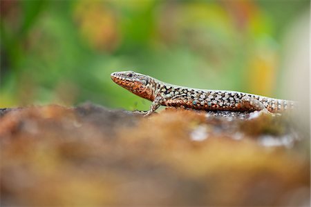 skink - Skink, side view Stock Photo - Premium Royalty-Free, Code: 633-08151044