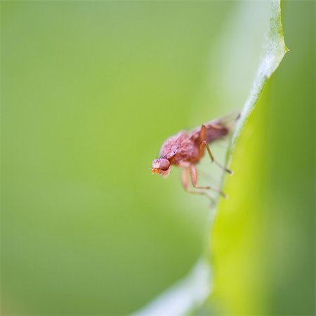 simsearch:632-05760615,k - Fly on leaf Stock Photo - Premium Royalty-Free, Code: 633-08151046